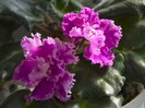 Saintpaulia Rosie Ruffles