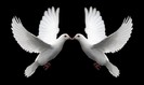 Pair_of_White_Doves_Symbolize_Love
