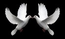 Pair_of_White_Doves_Symbolize_Love