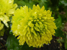 Chrysanth Green Valley (2012, Oct.27)