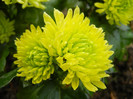 Chrysanth Green Valley (2012, Oct.27)