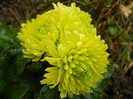 Chrysanth Green Valley (2012, Oct.27)