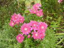 Pink Chrysanthemum (2012, Oct.27)