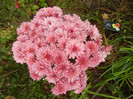 Pink Chrysanthemum (2012, Oct.27)