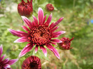 Purple & White Chrysanth (2012, Oct.27)