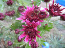 Purple & White Chrysanth (2012, Oct.27)