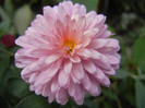 Pink & Yellow Chrysanths (2012, Oct.27)