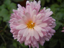 Pink & Yellow Chrysanths (2012, Oct.27)