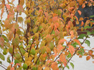 Autumn Colors (2012, October 27)