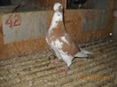 mascul 20.10.2012