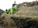 Thatching