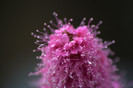 Pink Flower