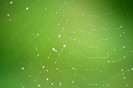 Spider Web