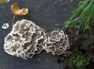 Wood mushroom