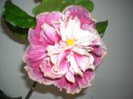 Hibiscus Stating Ovation