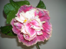 Hibiscus Stating Ovation