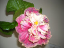 Hibiscus Stating Ovation