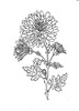 crizantema-plansa-de-colorat