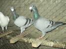 DSCF3668