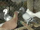 DSCF3676