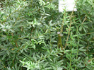 P1060575