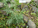 P1060595