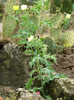 P1060652