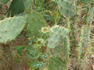 P1060663