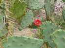 P1060664