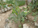 P1060665