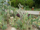 P1060666