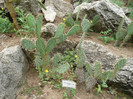 P1060669