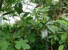 P1060685