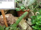 P1060698