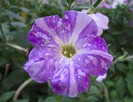 Petunia hibrid 2