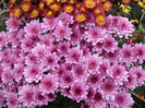 Lilac Coper