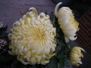Olymp Lemon