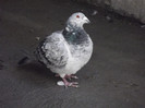 DSCF1110