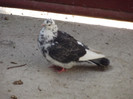 DSCF1115