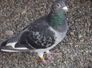DSCF1116