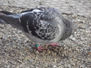 DSCF1119
