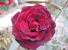 Picture 28.10.2012 009