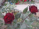Picture 28.10.2012 010