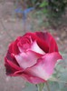Picture 28.10.2012 011