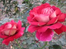 Picture 28.10.2012 017