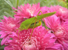 Green grasshopper, 27oct2012