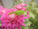 Green grasshopper, 27oct2012