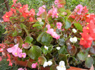 Begonia semperflorens (2012, Oct.27)