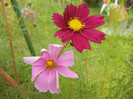 Cosmos bipinnatus (2012, Oct.27)