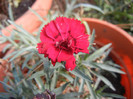 Dianthus (2012, October 27)